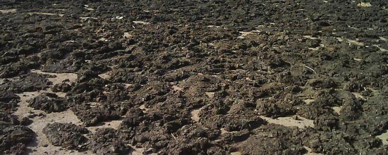 干鸡粪目前市场价格多少钱一吨，它的主要用途与经济价值有哪些