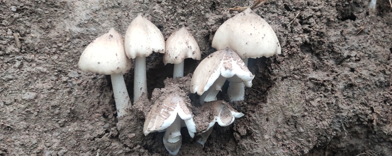 鸡枞菌到底有没有毒性，通常生长在什么样的地方，价格大约多少钱一斤