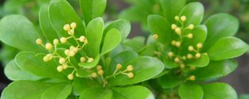 米兰花应该怎么养殖，怎样操作才能让它天天开花呢