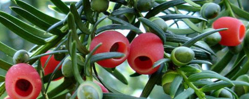 红豆杉详细的种植方法和具体时间，还有相关的注意事项有哪些