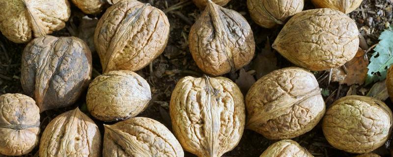 云南核桃的主要产地具体分布在哪里，核桃有什么利用价值