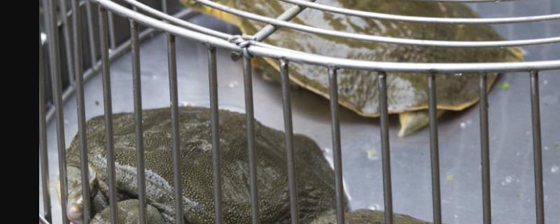 甲鱼到底是如何繁殖的，具体的人工养殖技术都有哪些内容