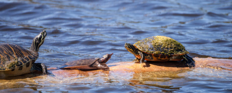 石龟应该怎么进行饲养，附带详细的石龟养殖关键要点