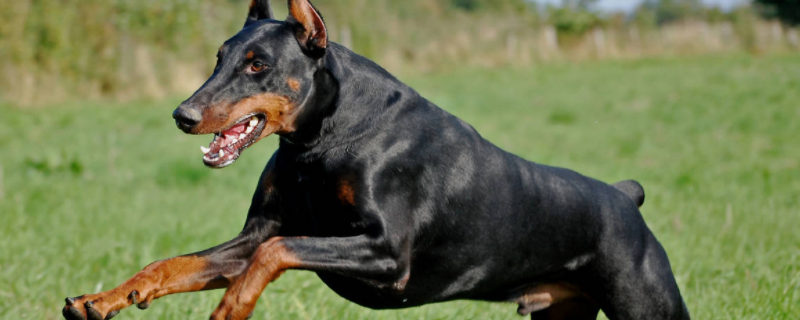 全球最凶猛的十大犬类排名与介绍