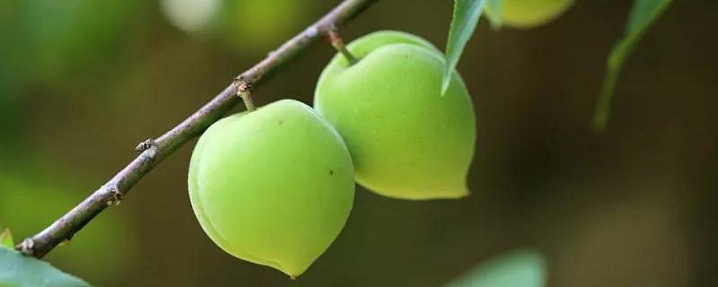 青梅产地主要分布在哪些省份，怎样进行种植管理才能够获得丰收