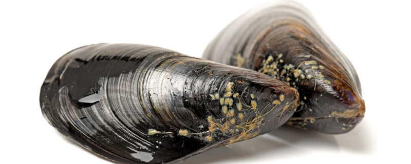 河蚌养殖的具体方法都有哪些，怎样才能进行育珠让它的产量更高