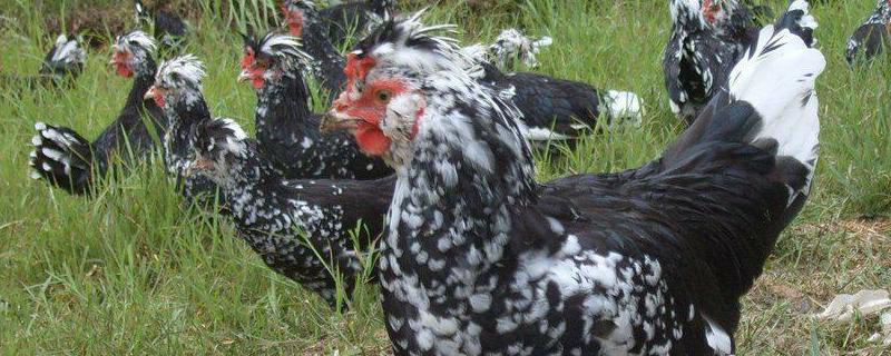 贵妃鸡的养殖技术有哪些，贵妃鸡外貌特征长什么样子