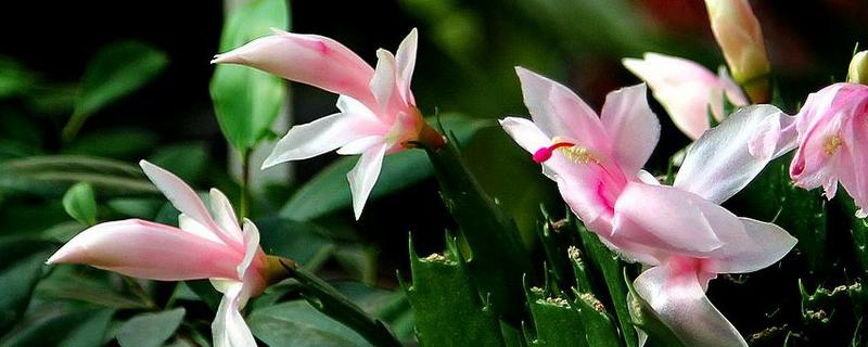 蟹爪兰的具体栽培技术有哪些，它的相关简介内容有哪些