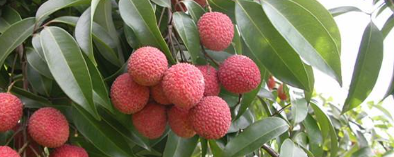 荔枝苗的详细种植方法有哪些，随文附上具体的栽种管理方式