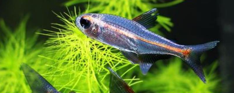 观赏鱼霓虹灯鱼应当如何进行繁殖，这种鱼类是否比较容易饲养呢