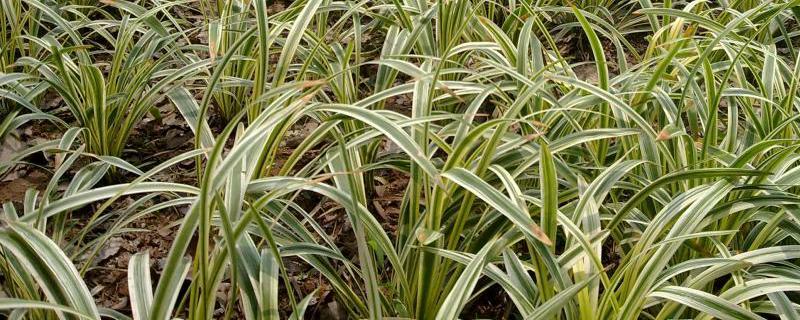 麦冬应该怎么种植，以及在后期如何进行管理