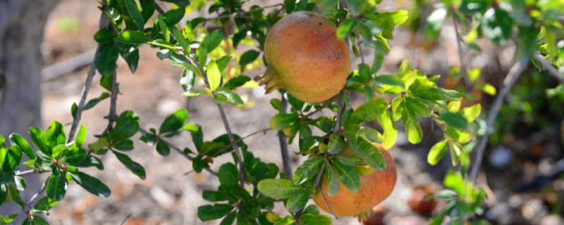 石榴树苗大概的市场价格是多少钱一棵，这种果树一般在什么时候移栽比较好呢