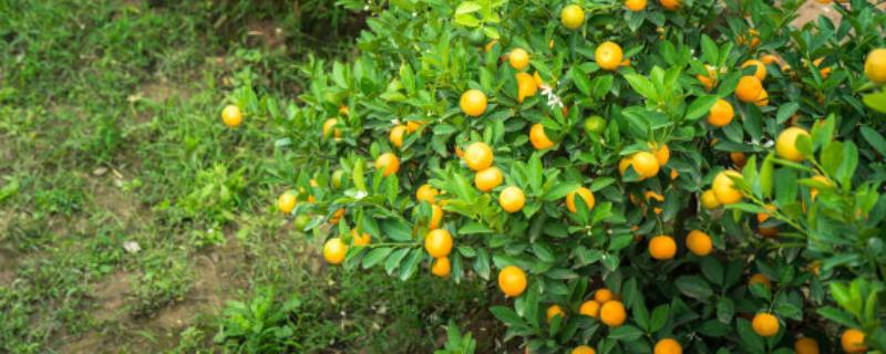 金桔树应该如何正确养护，金桔果实具有哪些主要价值