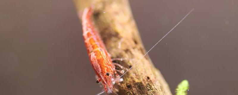 观赏虾该如何进行繁殖，它们的具体种类都有哪些呢