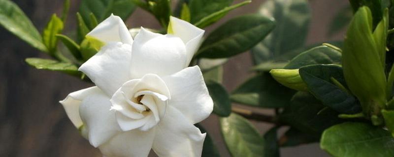 大叶栀子花应该如何进行繁殖，分别详细介绍关于扦插水插播种和压条繁殖的方法