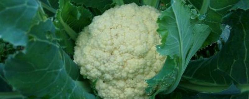 春季露地有机花椰菜的具体栽培方法是什么，相关的注意事项有哪些