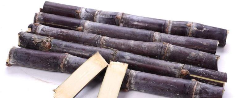 甘蔗的种植时间是在几月份，以及具体的栽培条件有哪些