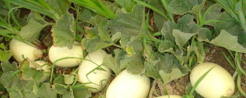 白兰瓜大棚栽培技术有哪些，以及配套的病虫害防治方法有哪些