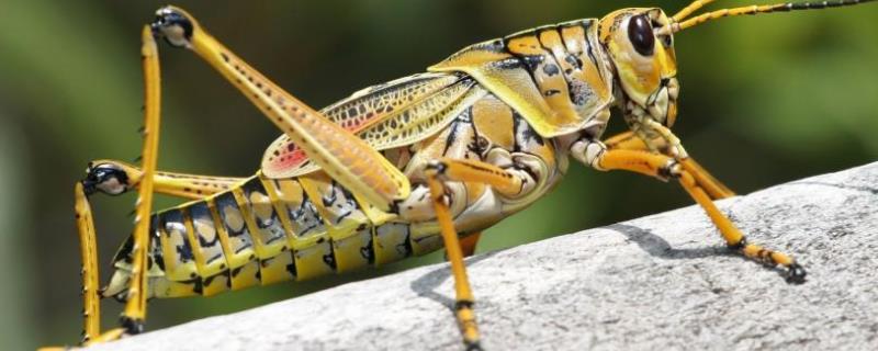 蝗虫养殖前景究竟怎么样，相关的养殖技术非常简单容易掌握