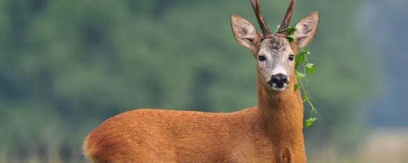 狍子的养殖前景怎么样，附带养殖过程中的核心注意事项