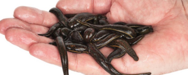 水蛭的生活习性有哪些，附带水蛭的产地分布情况和种类详细分类