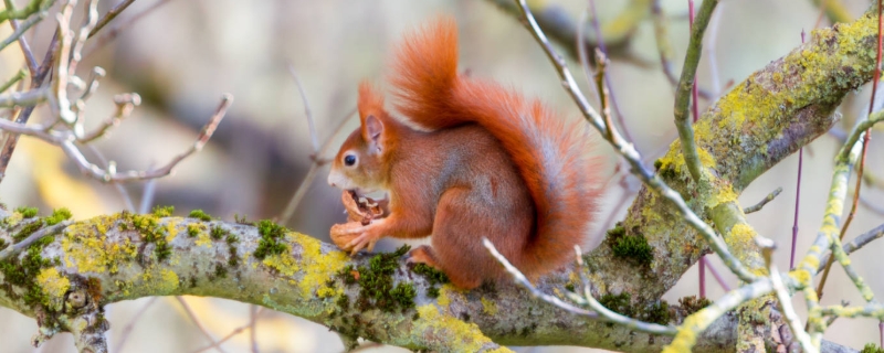 松鼠的寿命究竟有多长，它们平时都喜欢吃什么食物呢