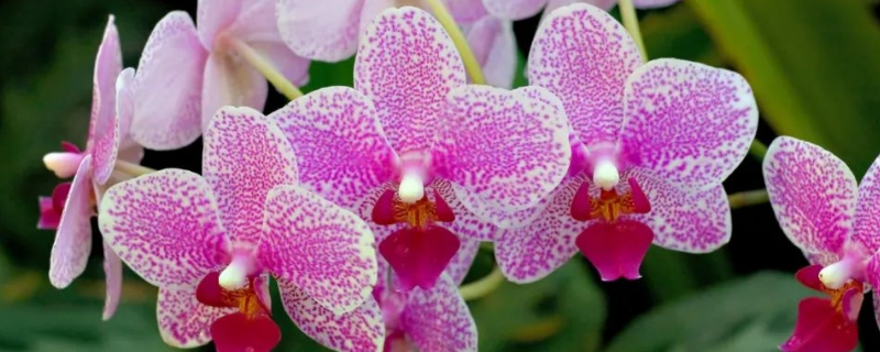 兰花白绢病的有效防治方法有哪些，该病害具体症状和发病特点如何呢