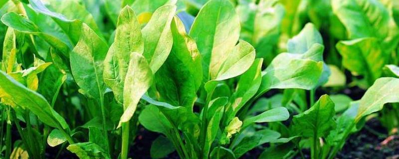 菠菜叶子发黄的具体原因是什么，应当采取哪些防治方法