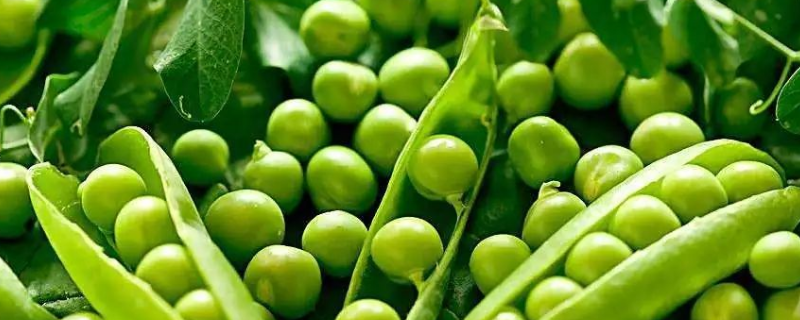 豌豆种子市场价格及具体种植方法，豌豆的病虫害综合防治技术