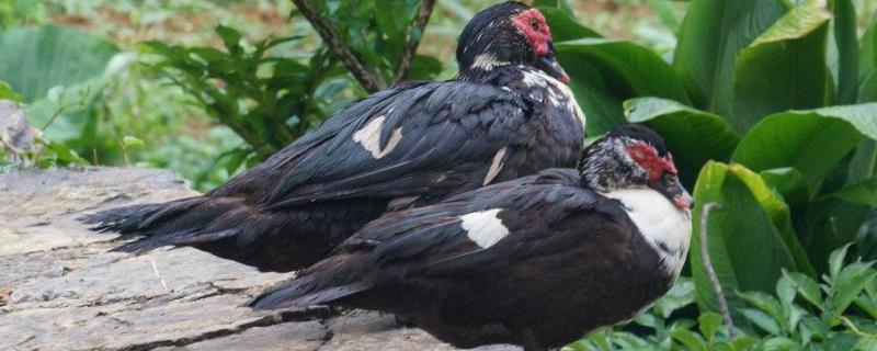 火鸭具体的繁殖技术，关于孵化期的管理方法