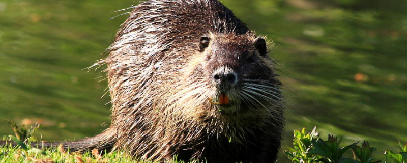 如何科学管理竹鼠养殖环境的各项基本原则，附带其具体内容的详细介绍