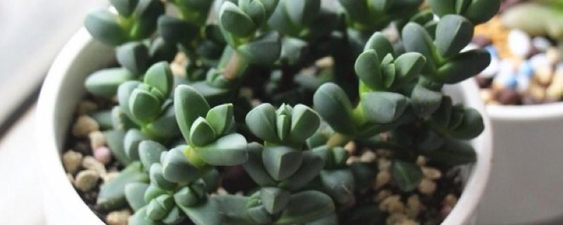 如何才能将鹿角海棠养殖得更好,鹿角海棠的具体生长习性有哪些