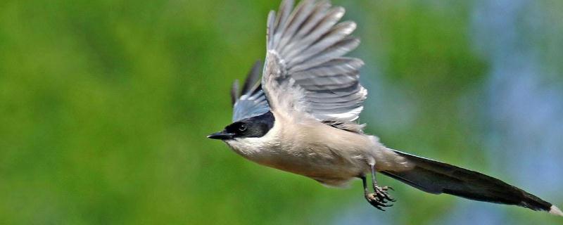 灰喜鹊的养殖技术到底是怎样的，灰色喜鹊的生活习惯有哪些