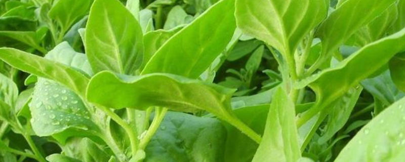 番杏的详细种植技术有哪些，附带番杏的生长习性介绍