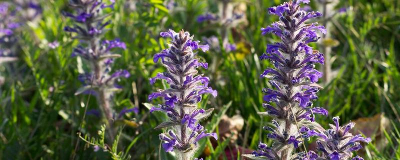 夏枯草应该如何种植的技术，以及夏枯草的繁殖方法与技术