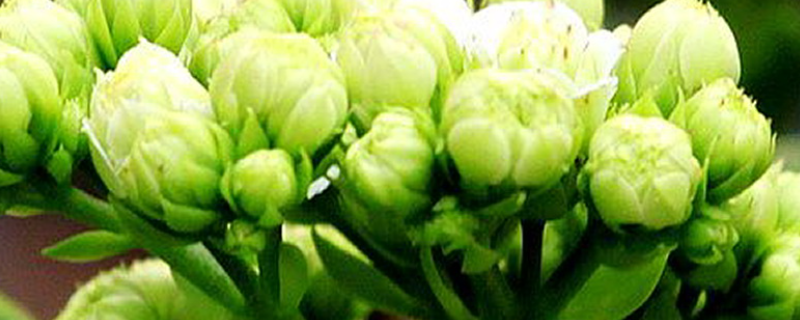 长寿花不开花的原因和详细的解决办法，长寿花一年通常会开几次花呢