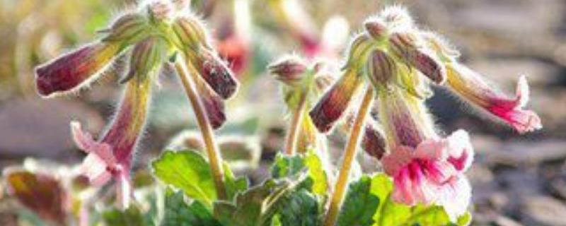 地黄的产地分布主要在哪里，地黄生长的产地环境又是怎样的