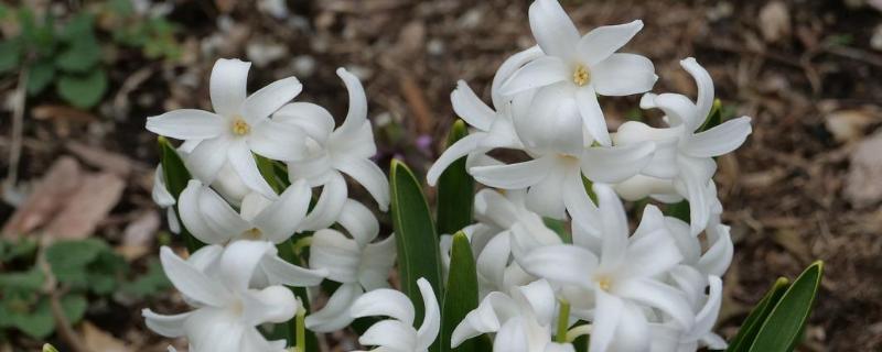 风信子的具体繁殖方法，以及它的生长习性介绍