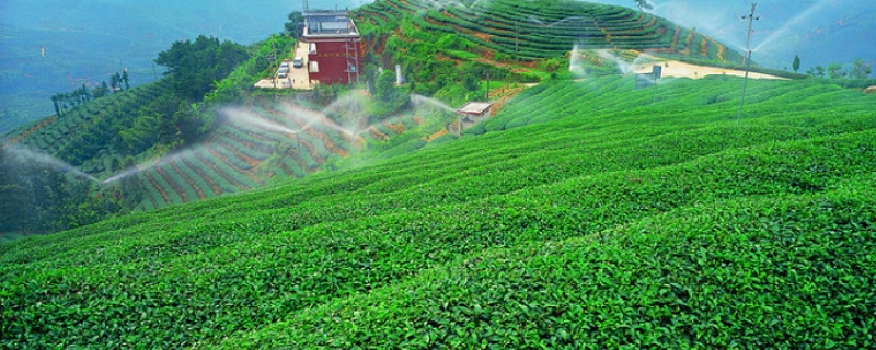 茶园抗旱保苗有哪些应对措施，有效减少旱灾损失的参考方案