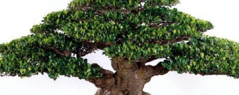 盆景榕树该如何正确养护,盆景榕树叶子发黄了该怎么办才好