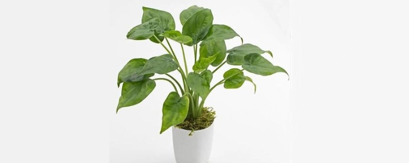 滴水观音的叶子发黄应该怎么办，导致叶子发黄的具体原因到底有哪些