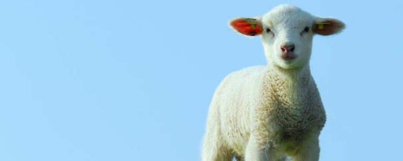 圈养羊的具体成本以及利润，全年总利润等于年总收入减去所有投资成本