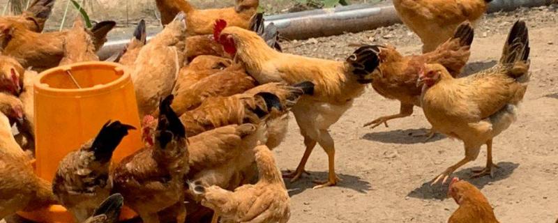 如何计算土鸡养殖的具体成本,养殖投资成本概算以及养鸡利润详细分析
