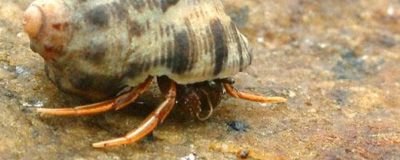 寄居蟹的具体生活习性是什么，寄居蟹是通过什么方式和其他生物共同生存的