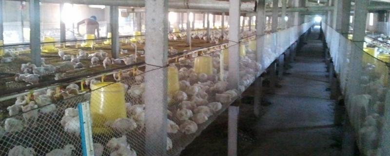 养鸡场的消毒方法有哪些，附带详细的消毒种类和具体的消毒对象