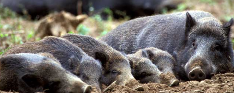 野猪痢疾的防治方法有哪些，附带野猪痢疾的临床症状