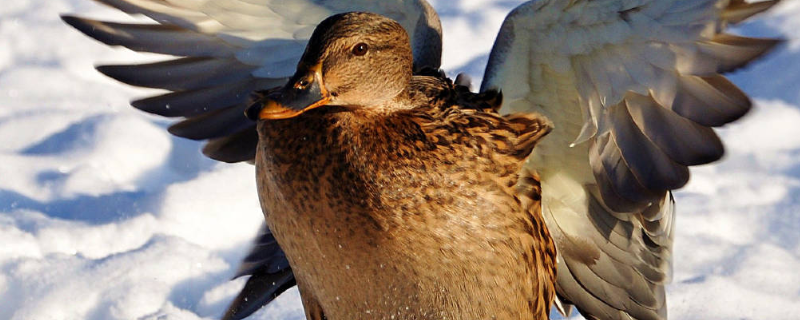 肉鸭饲料配制的具体原则是什么，附带肉鸭的消化生理特征和详细营养需要特征