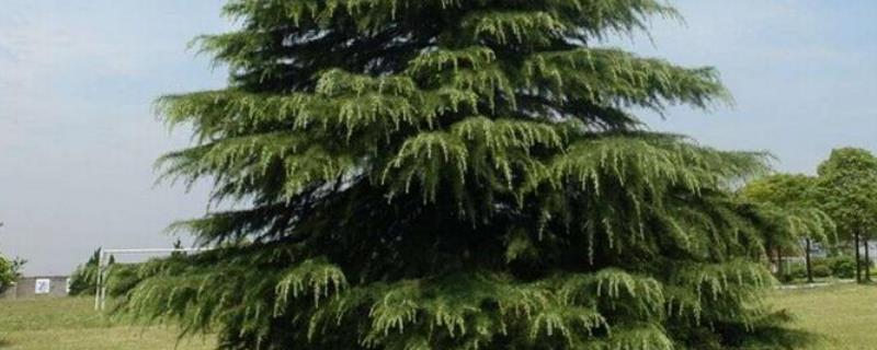 雪松和红松的区别是什么，它们的果实具体都有什么特征