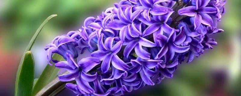 如何给风信子进行养殖，风信子又该怎么繁殖