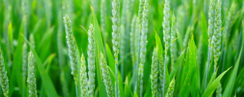 小麦出苗后可以使用哪些除草剂,具体的用法是什么